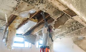 Best Environmental Consulting for Mold Prevention  in Long Grove, IA